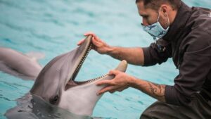 AI Developed by Google Deciphers the Secret Language of Dolphins