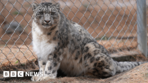 Can AI Text Alerts Play a Role in Saving Snow Leopards from Extinction?