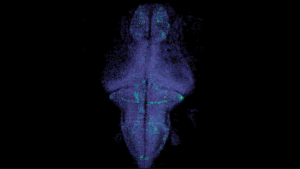 Dataset from Google Research Enhances Prediction Accuracy of Zebrafish Brain Activity for Researchers