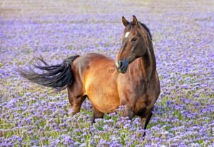 Exploring How AI Enables Horses to Communicate Silently