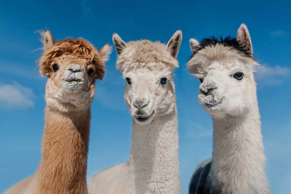 Meta to Provide Access to Llama AI Model via API