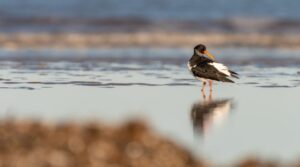 Tesla Faces Highest Number of Lawsuits Among Automakers; Insights on DeepSeek's Patent Portfolio; EU Initiates WTO Appeal; Nokia's Q1 Financial Results; Ericsson Undergoes Antitrust Investigation in Brazil; and More